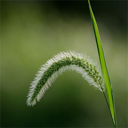 [Image: grass.jpg]