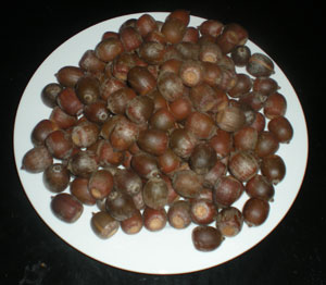 acorns-001